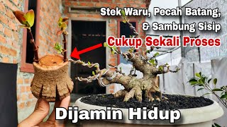 Cara Membuat Bonsai Waru The Max Lebih Cepat ( Cangkok, Pecah Batang, Sambung Sisip Sekali Proses)