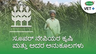 ಸೂಪರ್ ನೇಪಿಯರ ಕೃಷಿ ಮತ್ತು ಅದರ ಅನುಕೂಲಗಳು | Super Napier Cultivation - Advantages (Kannada - ಕನ್ನಡ)