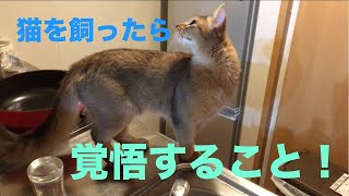 猫を飼ったら覚悟するべきこと【ソマリ】