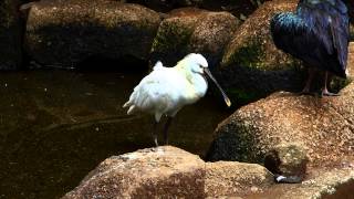 【動物園の鳥】市川市動植物園　ヘラサギ  Eurasian Spoonbill　　の羽繕い