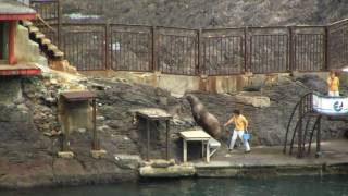 おたる水族館のトドショーと練習 @北海道小樽市 Sealion Show in Otaru Aquarium Hokkaido