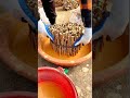 Bougainvillea Cuttings Techniques #satisfying #short