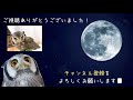 【フクロウの性別】見分け方は？オスとメスの特徴を解説