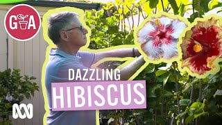 Prolific Hibiscus Breeder | My Garden Path | Gardening Australia