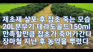 제초제 살포 후 잡초 노랗게 잘 죽어가는 모습 만족 조경수 농장 나무 관리