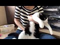 かぶりもので猫牛が..意外と似合いすぎました【保護猫】