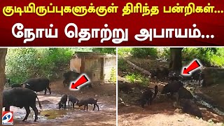 குடியிருப்புகளுக்குள் திரிந்த பன்றிகள்.நோய் தொற்று அபாயம்