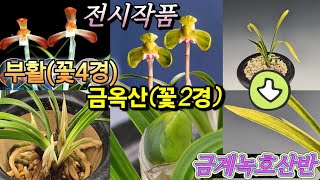 (화순) 난청솔 24/12/05(목) 한국춘란 판매 영상입니다. 상품 [금계녹호산반/금옥산(전시작품/꽃2경)/부활(전시작품/꽃4경)] 3점 등록하였습니다.