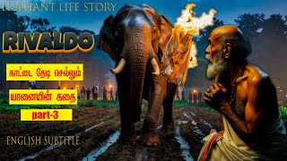 உண்மை கதை😱the Rivaldo elephant l short film l Tamil I #elephant #best short film