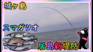 全身が大トロ！幻のカツオが大漁です！