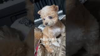 【車中泊】可愛いわんこと車中泊🚗昼寝してるから寝ない子🧸