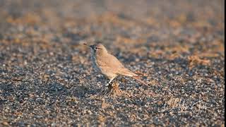 hoopoe lark