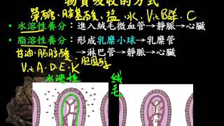 基礎生物3 2 07物質吸收的方式一博