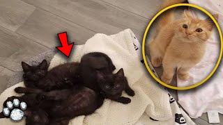 A Small Stray Kitten Has Begun Caring for Kittens Who Were Abandoned by Their Mother