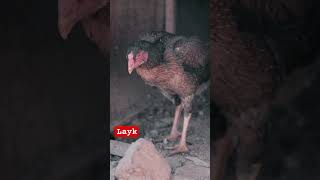 #chicken #aseelfighters #rooster #hen #aseellovers #birds #aseellove #funny #ase