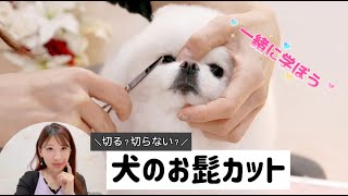 ポメラニアンのマヨちゃんと学ぶ犬の髭カット【 トリマー 解説】