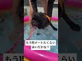 水に浸かる前から全力で犬かきをする愛犬 shorts トイプードル 可愛い