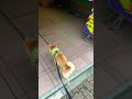 会いたすぎて震えるいっぬ dog ペット ワンコ 柴犬 豆柴 えだまめ shibainu mameshiba 西野カナ