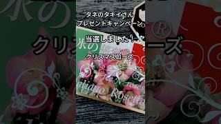 当選しました【氷の薔薇ロゼッタ】タネのタキイさんプレゼントキャンペーン #タネのタキイ #クリスマスローズ #氷の薔薇