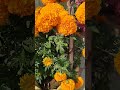 marigold flower bloom winter flowers শীতের রানী গাঁদা ফুল gardening flower