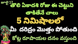 తొలి ఏకాదశి రోజు ఈ చెట్టుని తాకితేనే చాలు 5 నిమిషాలలో మీ  దరిద్రం మొత్తం పోతుంది కోట్ల రూపాయల