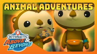 Octonauts: Above & Beyond - 🦨 Furry Animal Adventurers 🪂 | Compilation | @Octonauts​