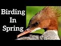 Birding in Spring - Watching Migratory Birds