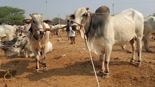 పెబ్బేరు సంతలో పెద్ద సైజు ఆరుపళ్ల ఒంగోలు కోడెల రేటు | పెబ్బేరు ఎద్దుల సంత | Ongole bulls | oxen