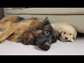 adorable golden retriever puppy loves german shepherd