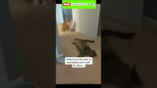 Funny cat | cute cats and dogs reaction animals doing funny things #funnycats #shorts #cats #639