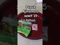 pupuk sawit Ajinomoto #shortvideo #kelapasawit #ajinomoto