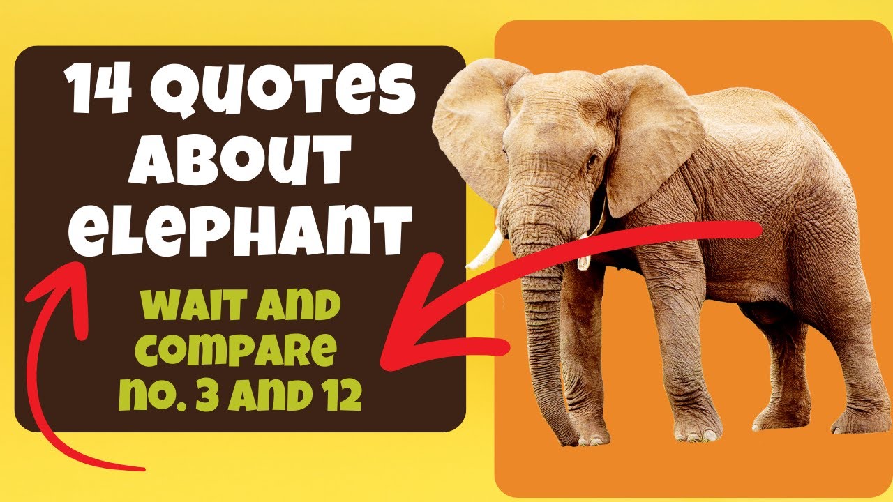 14 Quotes & Lessons About The Elephant - Quotes About Life Lessons ...