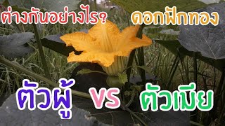 ดอกฟักทองตัวผู้กับตัวเมียต่างกันตรงไหน?