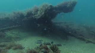 Diving Indian Shores Reef - Clearwater, FL in 4K 🤿🤿 🐟🐟