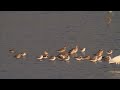 ♪鳥くん野鳥動画（茨城県）シギ群れ景色