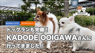 【犬とおでかけ】KADODE OOIGAWA さんに行ってきました！　～緑茶・農業・観光の体験型フードパーク併設のキレイな無料ドッグラン！～