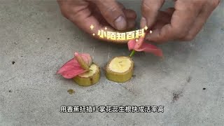 用香蕉扦插红掌花蕊，生根快成活率高，简单易学！