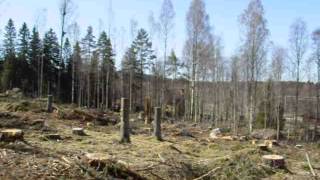 Kalhygge Storfors Vargskogen 02 - Panorama nedre del av hygge från söder mot Forsbron.AVI