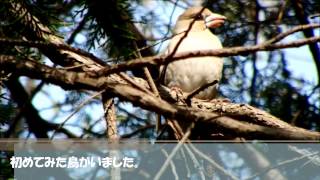 源氏山公園で野鳥観察（2015年3月22日撮影）