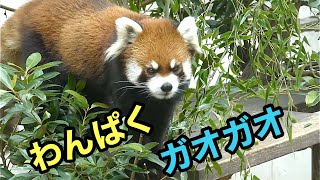 レッサーパンダ　ガオガオくん　食べたり走ったり登ったり【のんほいパーク】Red panda Gaogao-kun Toyohashi Zoo