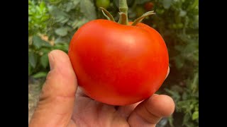 Հաղ.58։ #Պոմիդորի նոր հիբրիդ # ԲԵՍՈՒՏՈ։ Lesson 58. New #Tomato hybrid # BESUTO