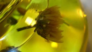 A cup of baby chrysanthemum tea