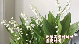 李滚滚：来来来…铲屎官今天安利两款个人最喜欢的神仙颜值花卉绿植给伱们｜室内养多肉