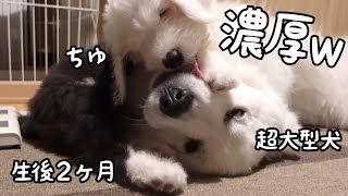 【まさかw】生後２ヶ月の子犬が超大型犬のことを好きすぎて困ってます・・・｜グレートピレニーズ