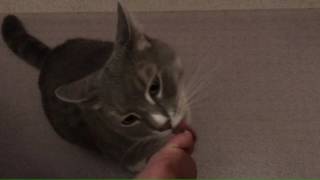 Cat Licks Toes for Ten Minutes