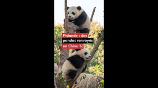 Finlande : des pandas renvoyés en Chine ✈️