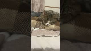 毛布をふみふみしてたら急に疲れて寝てしまった猫が可愛すぎる！#shorts #おっさん猫