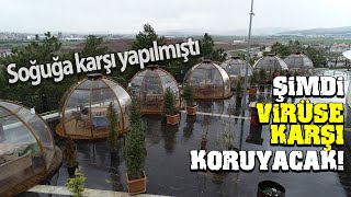 Soğuğa Karşı Yapılan Cam Fanuslar Şimdi Virüse Karşı Koruyacak