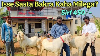 Sabse Saste Bakre - Bakrebaazi Mai Aaya Toofan 💥 - Shafi Goat Farm, Neral