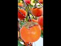 amazing persimmon fruit tree satisfying shortvideo youtubeshorts viral shorts